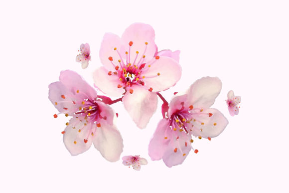 Evaluating Watercolor Sakura Cherry Blossom Flower Designs for Creative Projects