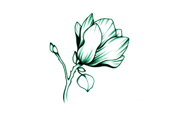 Flower Line Art Vector Illustration: Evaluating Sakura Designs for Creative Projects