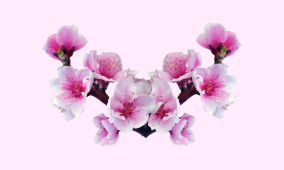 Sakura Cherry Blossom Illustration